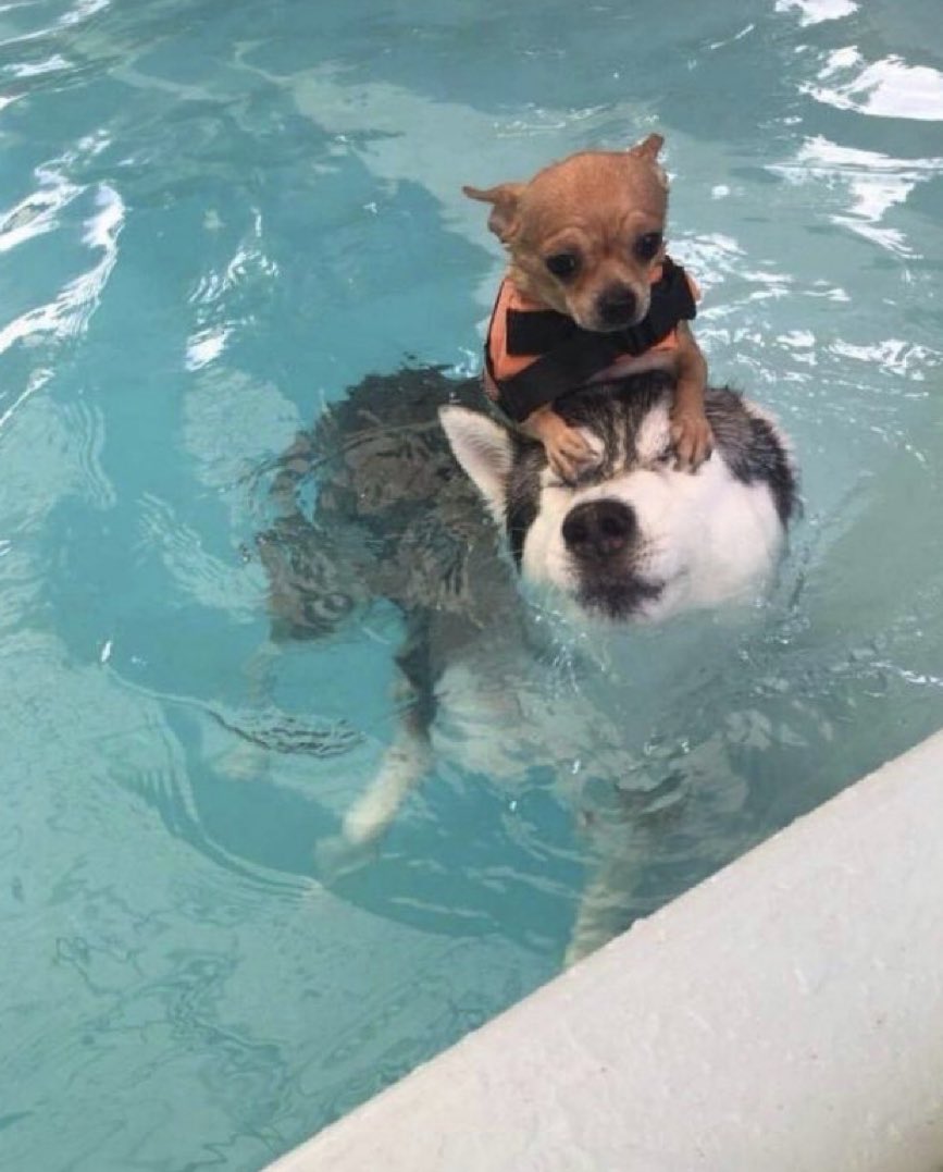 Cuando tu hermano mayor te enseña a nada 🌊🐶
