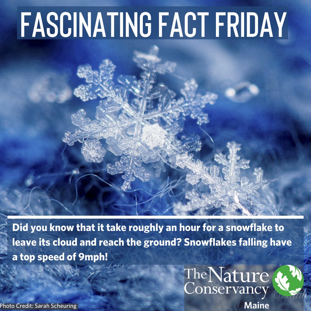 TNCmaine's tweet photo. Looks like the forecast is calling for snow! #FascinatingFactFriday https://t.co/drTKWXbz9Z