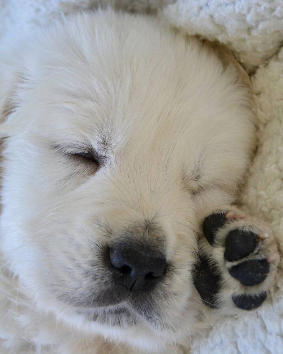 touchofneem's tweet photo. Goodmorning from the our side…❤️❤️ #dogstagram #instadog #puppylove #doglover #petstagram #dogoftheday #puppiesofinstagram #ilovemydog #adoptdontshop #puppies #doglovers #doglife #Rescuedogs #Petlife #olddogs #dogsobedience #Twitterdogs #USAdogs #Americandogs #dogsarefamily https://t.co/fxF3lkG5QB