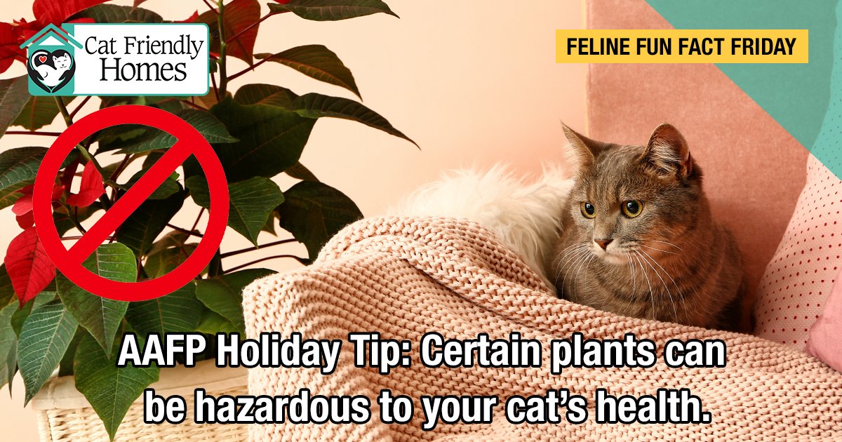 American Association of Feline Practitioners on Twitter "Popular