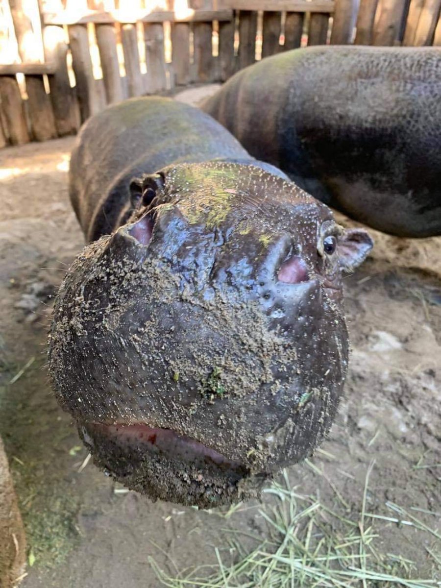 TheTorontoZoo's tweet photo. RT if you want a hippopotamus for Christmas 🎁🦛 https://t.co/M3b3Jw9GsM