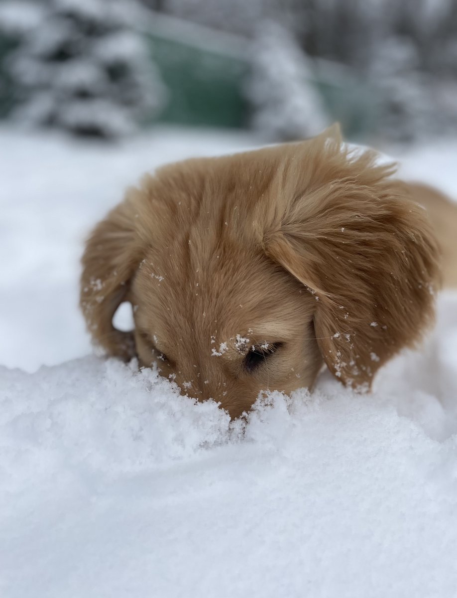 ECADServiceDogs's tweet photo. Bok Choy loving the snow! Just love this photo Puppy Manager Christina took! Still looking for some Nursery teams for a few of the veggies that are still at ECAD. Please spread the word!
https://t.co/lF7a0AvV4q
#snowday #bestservicedogs #servicedogs #ecad #ecadservicedogs https://t.co/ez3aY6ChpF