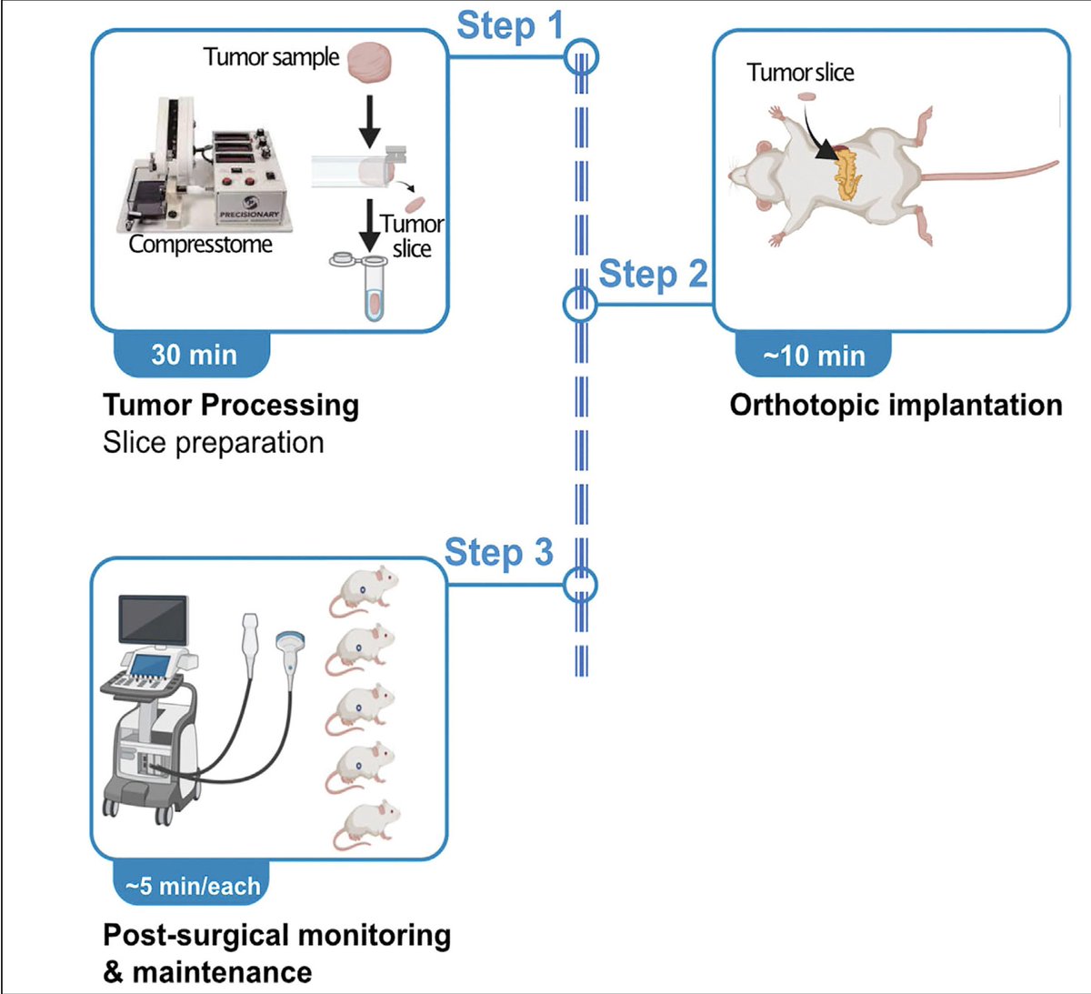 AlvaroCurielGa1's tweet photo. Happy to share our @STARProtocols paper describing a new approach to generate PDXs for #PancreaticCancer using tumor slices. Congrats also to @ScienceSiren7 for pushing this hard and make it possible. @KenOliveLab @ColumbiaMed @columbiacancer @cudldrc
 https://t.co/LaAaOd3hID https://t.co/5JwcAaeGBb