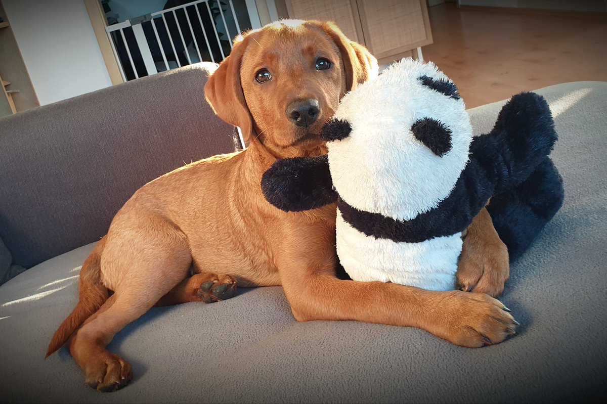 Best Buddys 🐶🐼