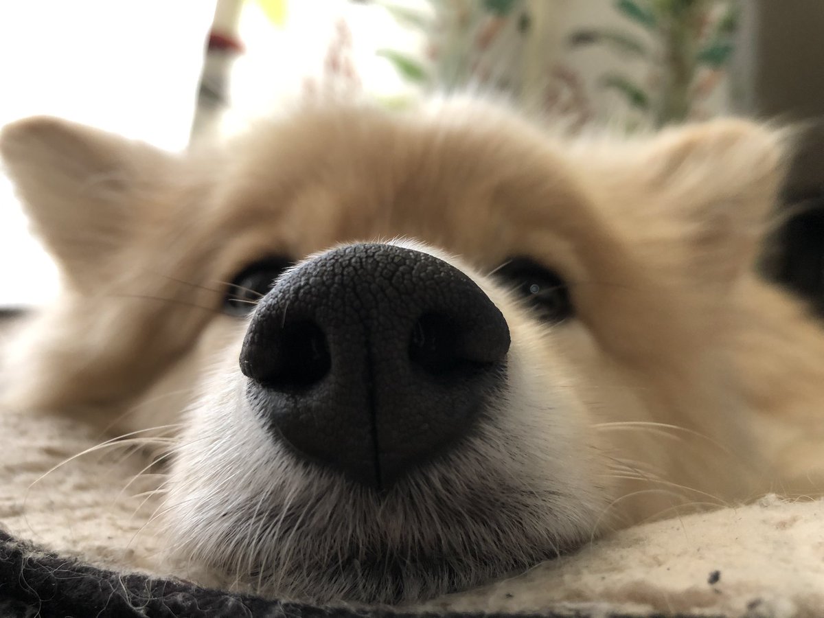 初めてハッシュタグつけてみた㊗️
 #これを見た人は愛犬のドアップ画像を貼ろう