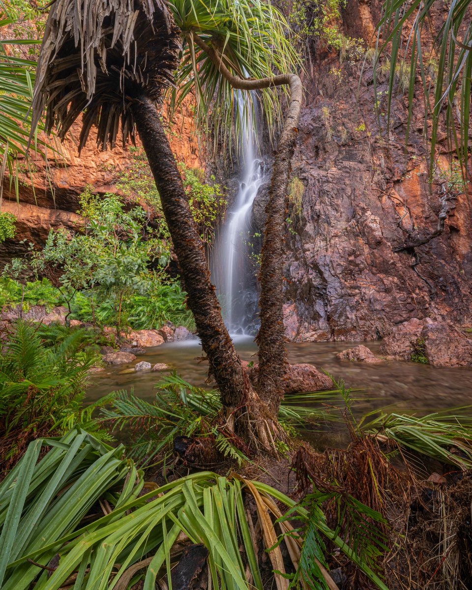 Tropical paradise right here in WA, the Kimberley is something else!

I didn't mind wading through muddy water to get to this location at all! Wet season is the best time to experience the Kimberley.

#kununurra #thekimberley #australiasnorthwest #wathedreamstate