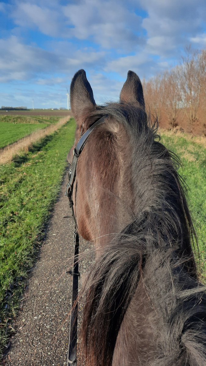 Dominique Cammaert (@docammaert) on Twitter photo Vitamine P. Het remedie tegen hoofdpijn, verkoudheid en december stress 😄🐴❤️ Vitamine P. Het remedie tegen hoofdpijn, verkoudheid en december stress 😄🐴❤️