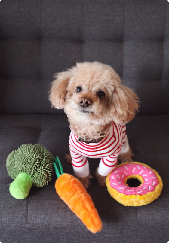 Petmojo_App's tweet photo. DIY Dog Toys Ideas using simple things at home 🐶
Make your own DIY Dog Toys at home using basic things easily available in every household.
Read to find how to make them yourself👇
https://t.co/hck9FQvSrh

Follow @Petmojo_App for more.

#petmojo #blogs #dogs #toys #petparents https://t.co/cmLIl1fHVG