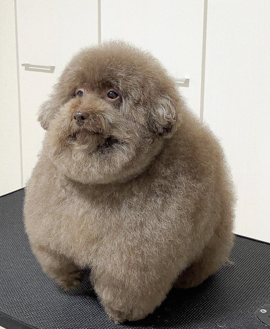 This dog looks like a Pokémon