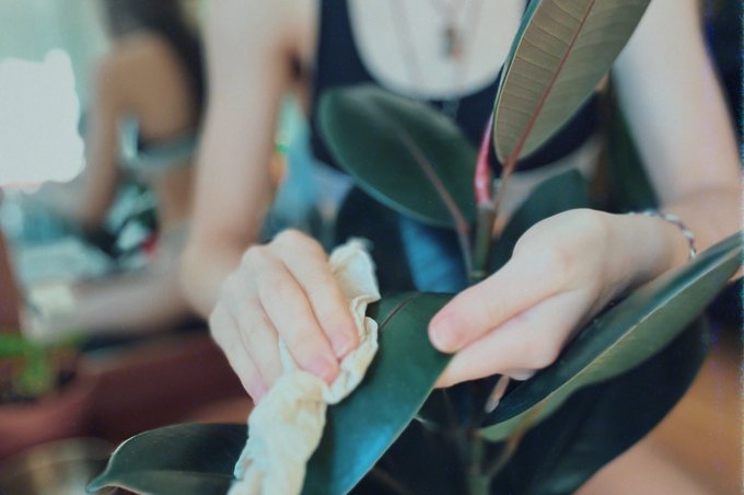 Frequent dusting of your plant leaves especially in winter helps them to absorb enough light and prevents