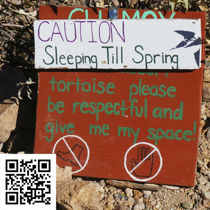 Our resident desert tortoise, Chamoy, might be brumating (reptile hibernation), but you can't snooze on Cooper! Use this QR code to sign-up for our monthly newsletter to keep up with Camp Cooper year round.  #DesertTortoise #Chamoy #Brumate #DontSnooze #CampCooperAZ
