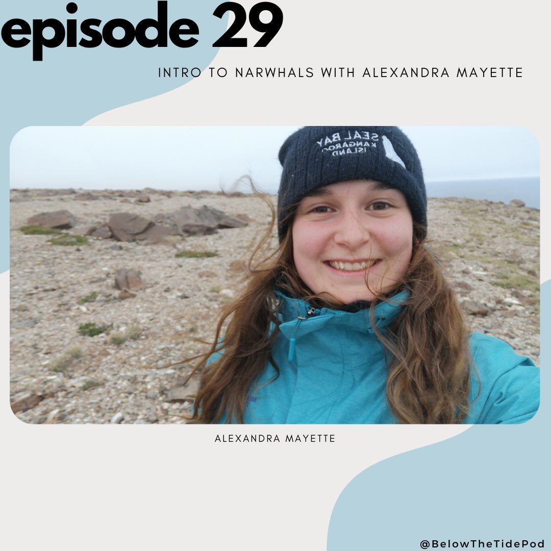 belowthetidepod's tweet photo. Ep 29 - Intro to Narwhals with @alexee_mayette is ready for you! All about the Narwhals of the Canadian arctic, from the basics up to the challenges they face from humans.
Have a listen here: https://t.co/JmmbLfej9i
#scicomm https://t.co/Da58k2mvin