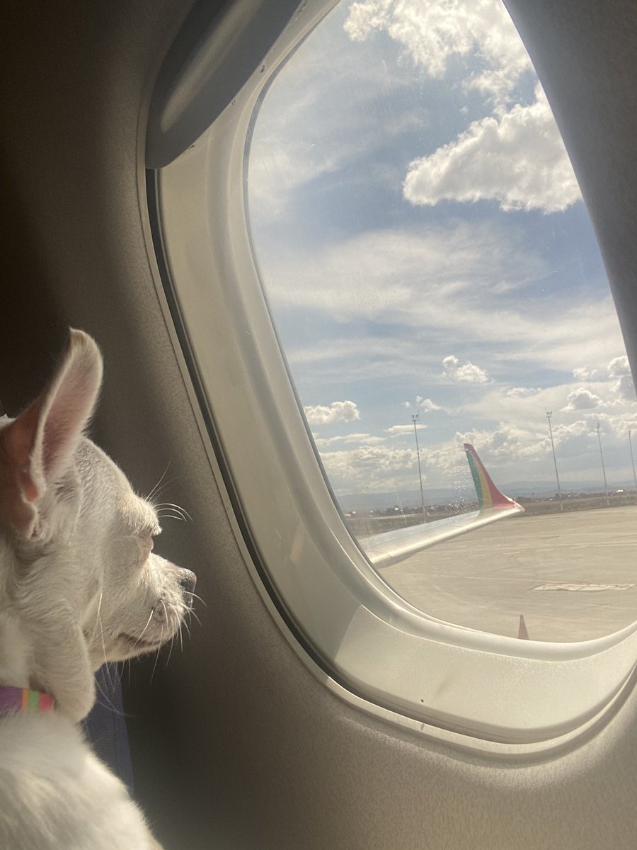 GRACIAS #AMASZONAS ❤️ siempre vuelo segura y en compañía de mis humanos 🐶