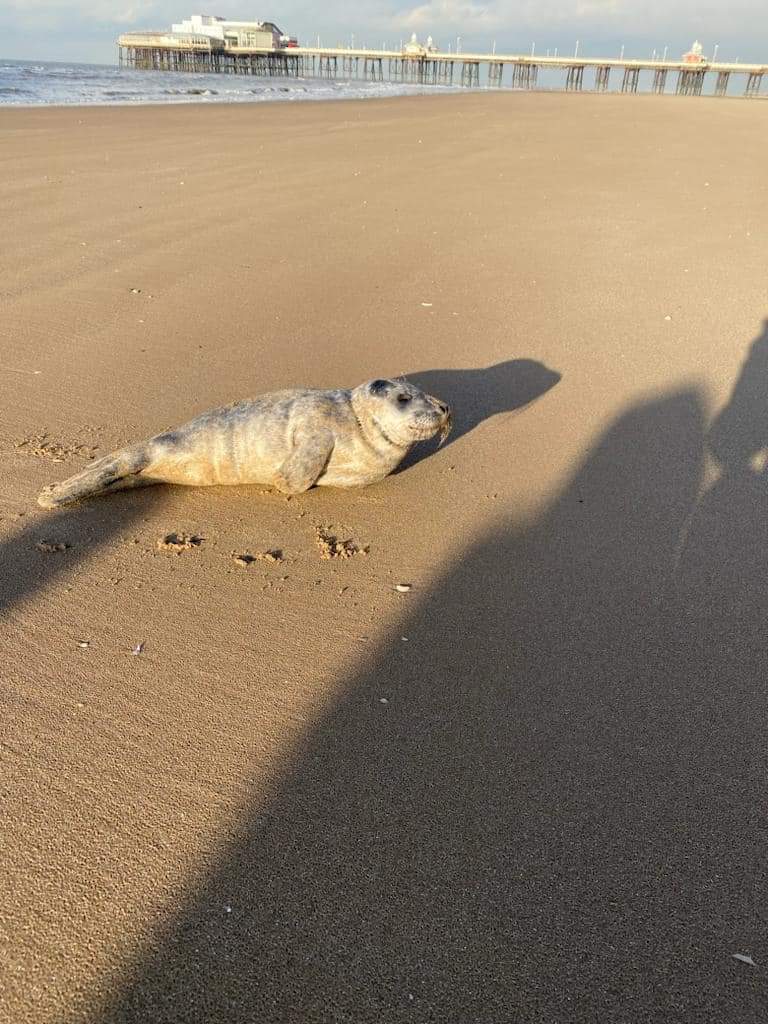 BPLresort's tweet photo. Look who turned up on Blackpool Beach today to say hello! 🥰🥰

Image: Blackpool Beach Patrol / Blackpool Council

#Blackpool #Bplresort #Beach #Seal #Christmas https://t.co/ld2Z10uzaV