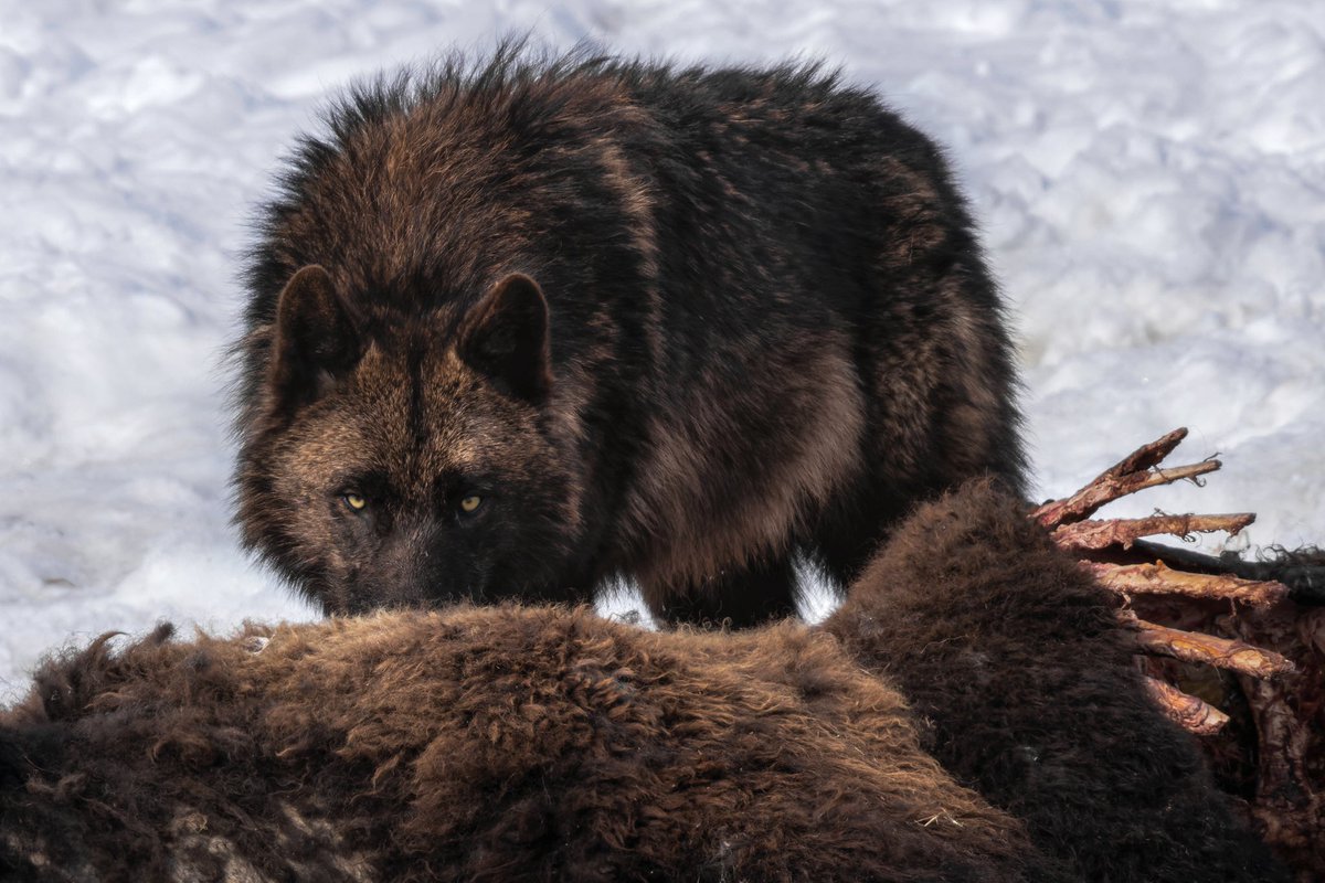 Wolf guarding a bison carcass in Yellowstone. 

R5 | ISO 500 | 1/800 s | EF600mm f/4L IS II + 2x | f/10

#nature #naturephotography #naturelovers #naturelover #photo #photography #beautiful #picoftheday #canon #travel #optoutside #animal #canonfavpic #wildlife #wolf #yellowstone