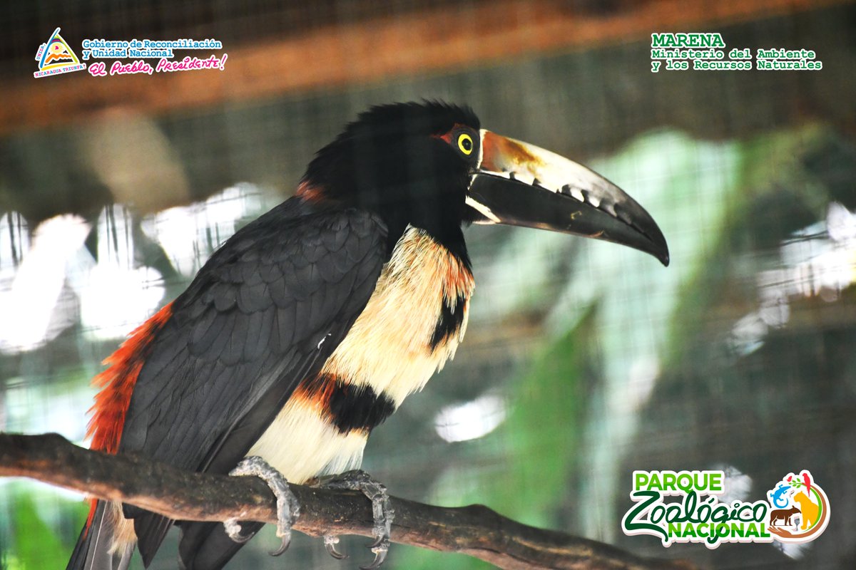 Su vientre es de color amarillo, con manchas negras, rojas y amarillas y un gran pico; así es el Tucán collarejo (𝘗𝘵𝘦𝘳𝘰𝘨𝘭𝘰𝘴𝘴𝘶𝘴 𝘵𝘰𝘳𝘲𝘶𝘢𝘵𝘶𝘴), te instamos a conocerlo en el <a href="/ZooNicaragua/">Parque Zoológico Nacional</a>.

#AmorALaFauna
#AmorAlaMadreTierra
#Nicaragua
#DiciembreAlegriasFamiliares