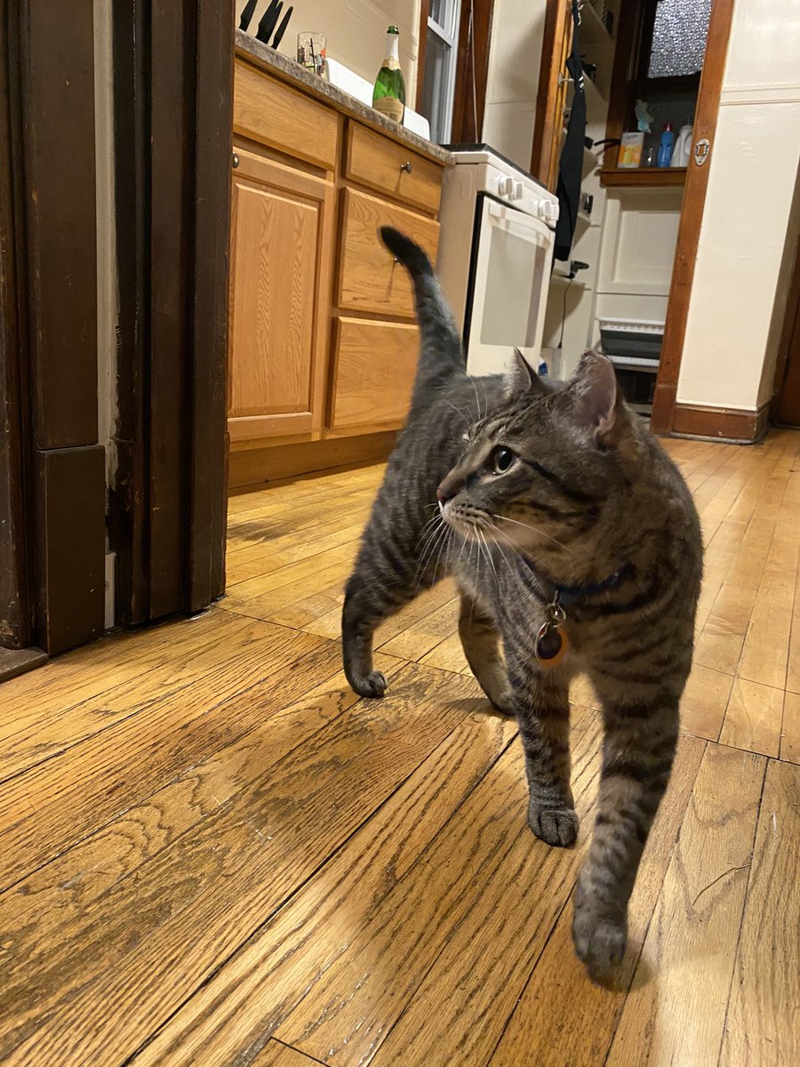 lemon_lacroix's tweet photo. my entire camera roll is gonna be this of my roommate’s cat. his name is toby :-) https://t.co/qHRvolfpoS