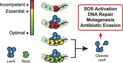 PennMedCSO's tweet photo. New study provides insights into the biochemistry of #SOSResponse activation ft. @michael_cory22, Christina Hurley, Chloe Jones (@BMBGGUPENN), @KohliLab (@BB_UPenn), Zach Hostetler (@PennMedicine), @allenlistar, @yarra_venkatesh &amp; @EJPLab (@PennChemistry) https://t.co/ehV0sZaM85 https://t.co/SiaqefPkxz