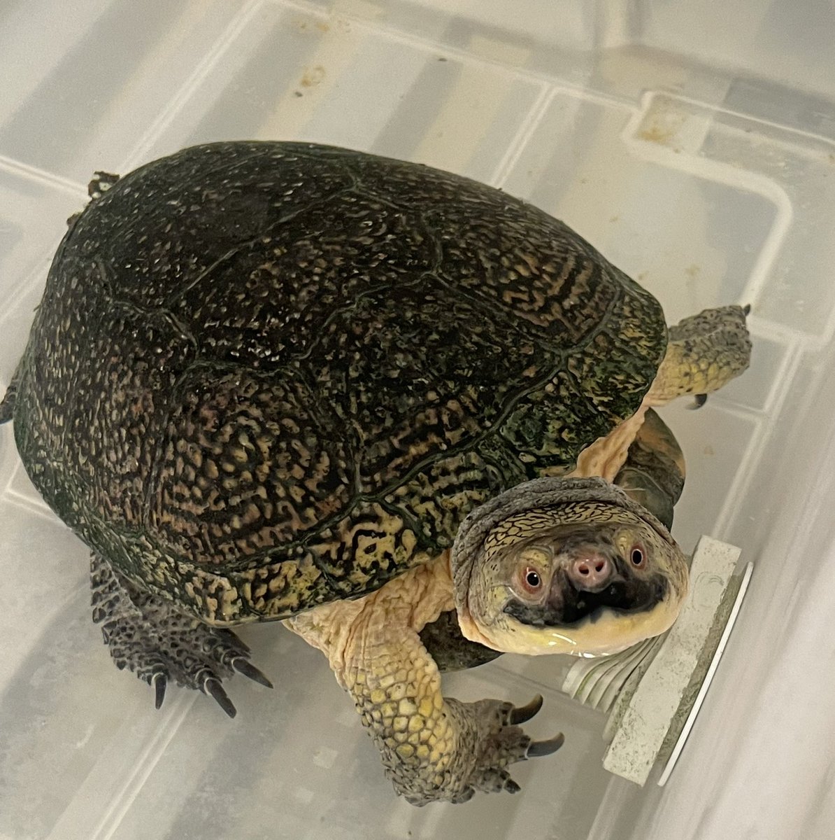 So, you’re telling us that you’ve never seen a turtle with a mustache? We’ve got you. Cross that one off the list🐢📝 #turtlesoftwitter