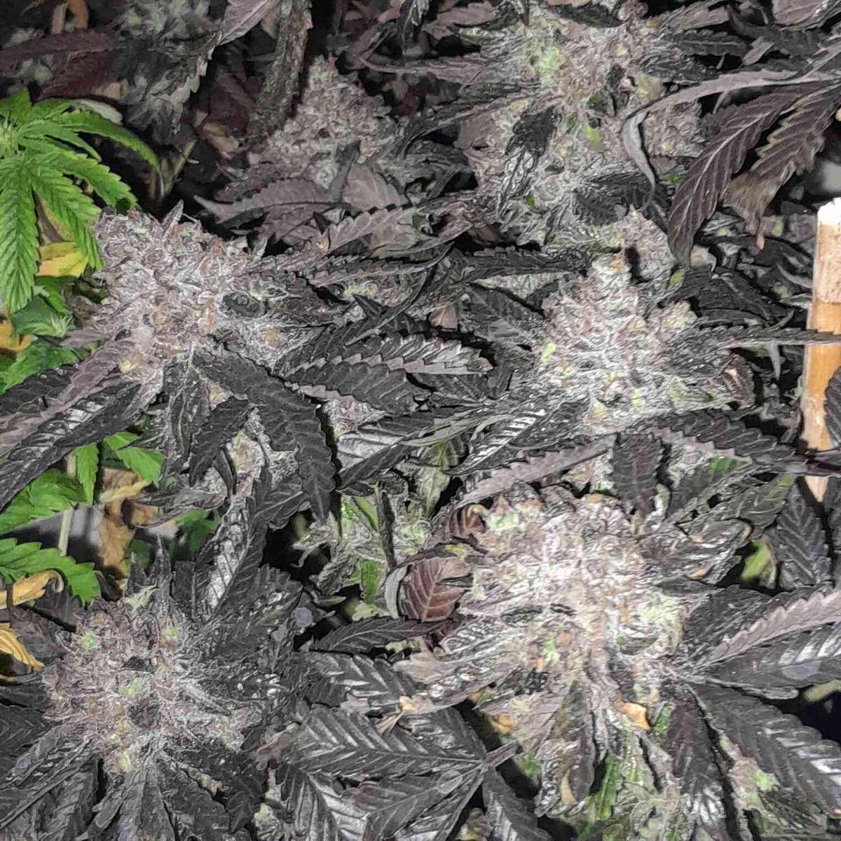 gps_seedbank's tweet photo. Purple Bubba Kush (Pre '98 Bubba Kush x Purple Punch) on harvest day.
Grown by: TerryN
Bred by: Greenpoint Seeds
#purplebubbakush #pre98bubba #bubbakush #purplepunch #larryog #granddaddypurple #cannabisculture #cannabiscommunity #growyourown #greenpointseeds https://t.co/VxumCiCpbV