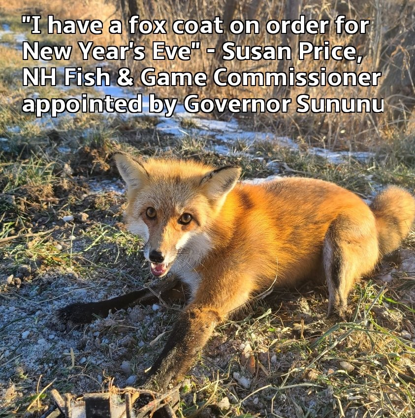 BanKillContests's tweet photo. .@GovChrisSununu #NewHampshireCruelty #Bantrapping #TrappingIsEvil #protectwildlife https://t.co/mADvXzDCOj