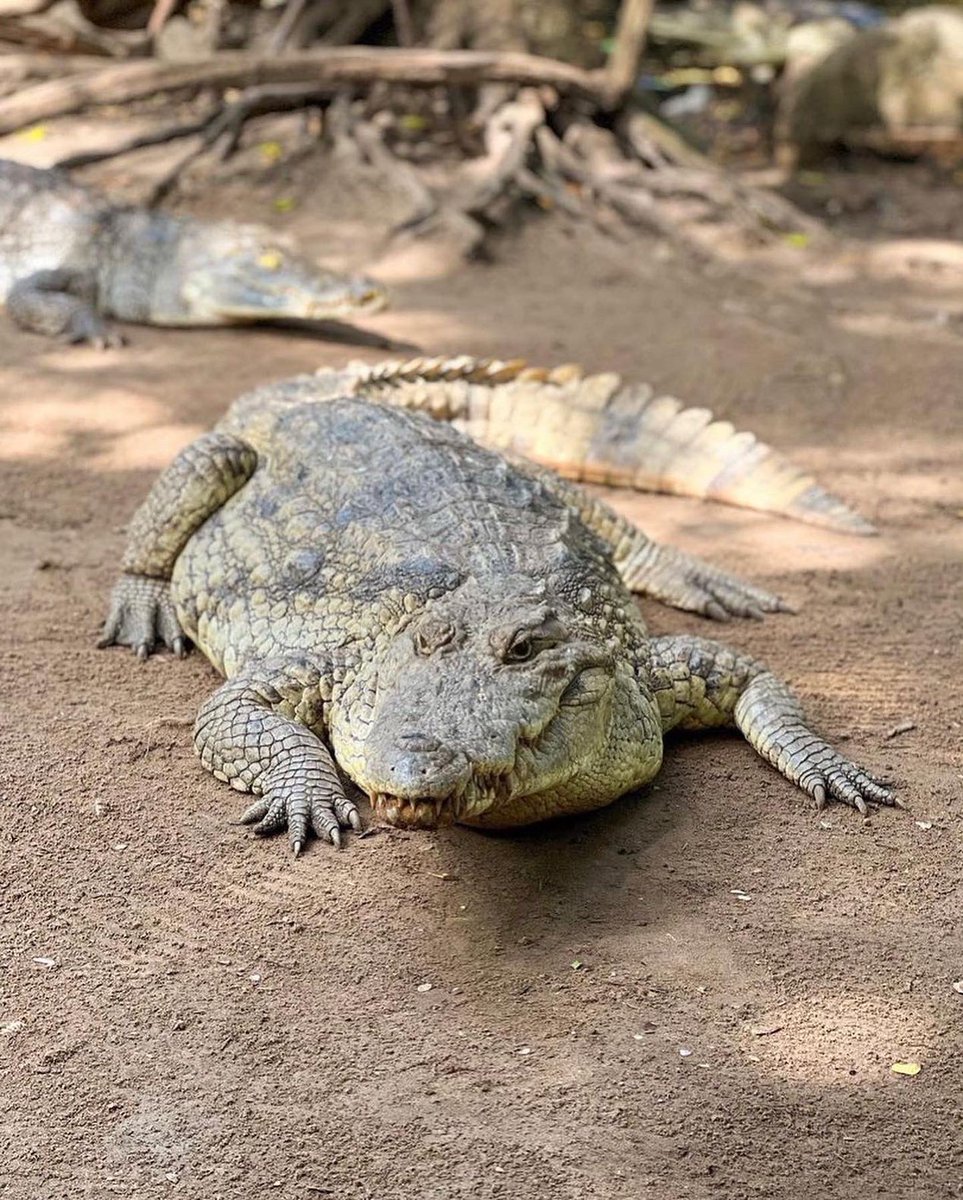 GigoModou's tweet image. Smiling coast of Africa ( Gambia  🇬🇲