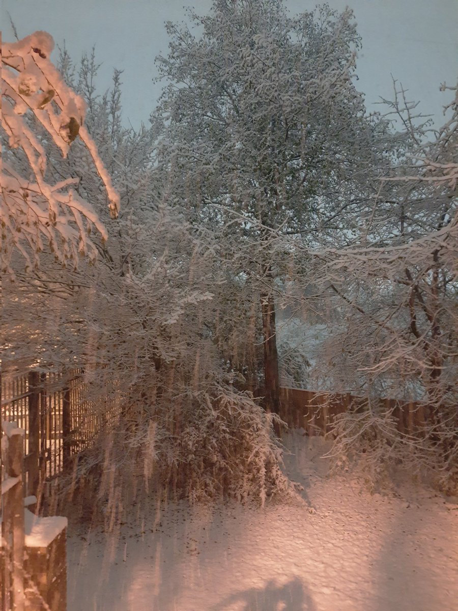 LauraHarding82's tweet image. #letitsnowagain #athomecosywithmycats