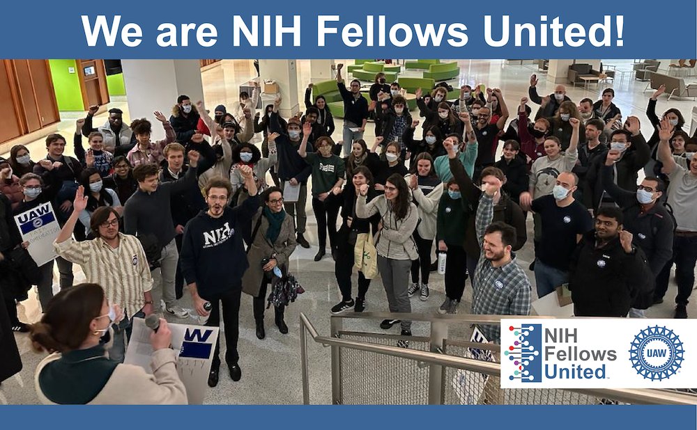 nihfellowsunite's tweet image. We are proud to announce that Fellows at the National Institutes of Health are uniting to fight for better working conditions, better science, and more equitable medical research for all. We are NIH Fellows United. #NIHFellowsUnited 🧵