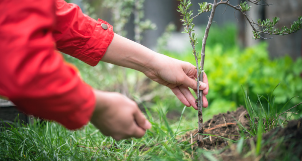 In Zeist was geen ruimte om duizend bomen te planten en dus week ADRA uit Huis ter Heide uit naar landgoed Mariënwaerdt om die grote hoeveelheid bomen neer te zetten. Lees het artikel in de <a href="/nieuwsbodezeist/">Nieuwsbode Zeist</a>: denieuwsbode.nl/lokaal/duurzaa…

#duurzaam #zeist #co2voetafdruk #bomenplanten