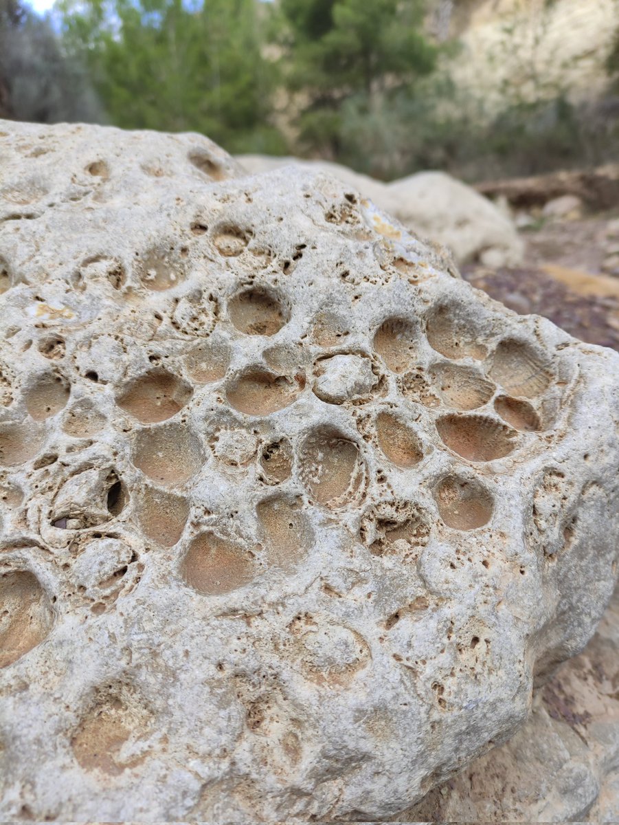 🐚 Conchero fósil 
📍Rambla El Cigarrón. San José de la Montaña <a href="/ElVallePR/">Parque Regional El Valle y Carrascoy</a> #Murcia
