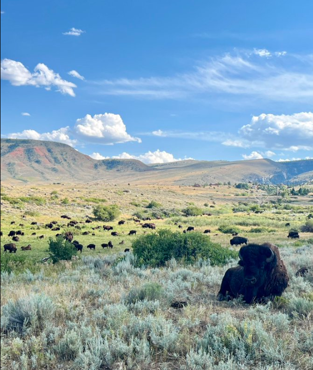 VeritasRadioNet's tweet photo. @bitcoinand_beef is LIVE w/ host @TheKingDude on #FreeFarmFriday discussing how you can get bison delivered to your home! Tune in as they discuss regenerative farming, raising bison &amp; cattle, and the benefits of eating grass-fed meat. Living WITH the land instead of ON it. https://t.co/Zi5fwckzST