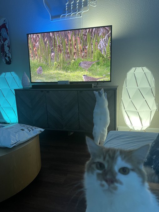Idk why but this picture of dandy and tortilla cracks me up https://t.co/439LtVaRSw