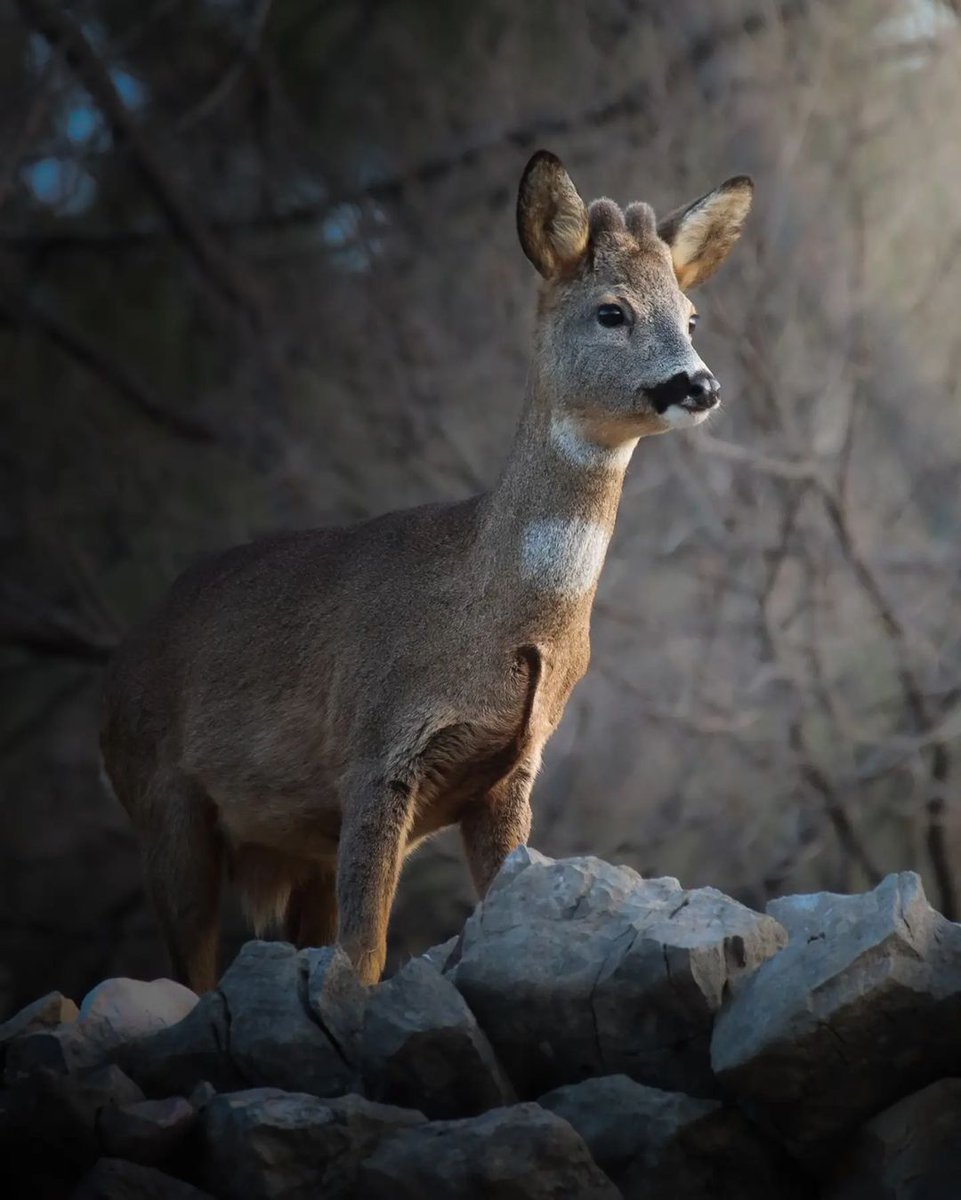 È già lunedì? Eh sì…ma per questo splendido esemplare di giovane capriolo fotografato nel @parcomaiella poco importa…il suo musetto simpatico e curioso, ci suggerisce che la vita nel Parco è sempre piena di meraviglia! 💚 👉 bit.ly/3Fsk20W #wildabruzzo #Abruzzo