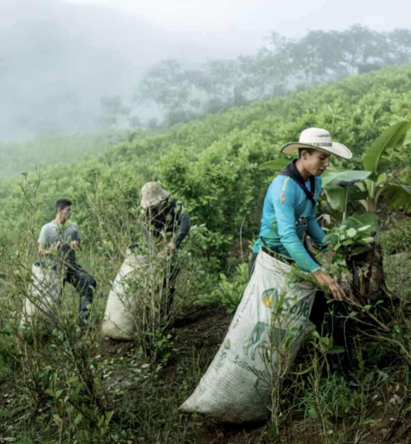 Steve Rolles tweet media