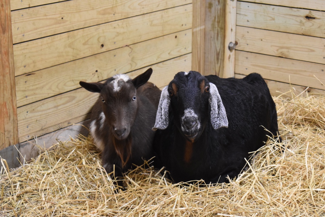 Maymont's tweet photo. We are sad to share that Nick, our Nubian goat, passed away earlier this week. Nick was well known to guests for his friendly &amp; curious nature. We are grateful to the staff at Oasis Veterinary Hospital for the compassionate &amp; meticulous care they provide to our animal residents. https://t.co/hmDlGNotZW