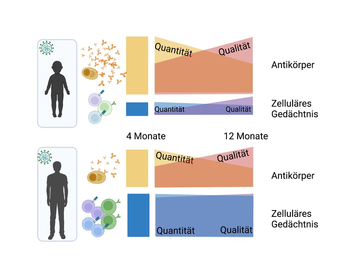 Uniklinik_Fr's tweet photo. Auch nach leichter oder asymptomatischer #COVID19 Infektion ist die #Immun-Antwort bis zu ein Jahr nachweisbar und unterscheidet sich bei #Kindern und Erwachsenen deutlich. Studie der @Uniklinik_Fr  @UniklinikUlm @uktuebingen  @uniklinik_hd in @NatureComms https://t.co/UAn2W09qIV https://t.co/OVg9EXYeQP