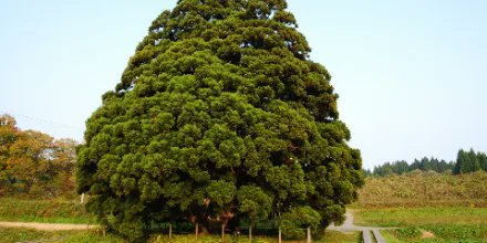 aufildujapon's tweet photo. Un arbre totoro ? 

Ce cyprès vieux de près de 1000 ans se trouve dans un village du nom de Sakegawa dans la préfecture de Yamagata ! https://t.co/udSeaZGxMx