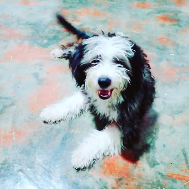 JOTAM9126's tweet photo. Ayer en la noche tipo 11 y 40 pm murió mi mascosta #Shasha, muchas alegrías tuve con ella, más de 4 meses con esa cosita bella y daña chancletas, te disfruté mucho, te voy a recordar siempre...en el cielo de los cachorros serás la más difícil de controlar @Majo12_19 15-12-2022 https://t.co/fkwpmcUxoW