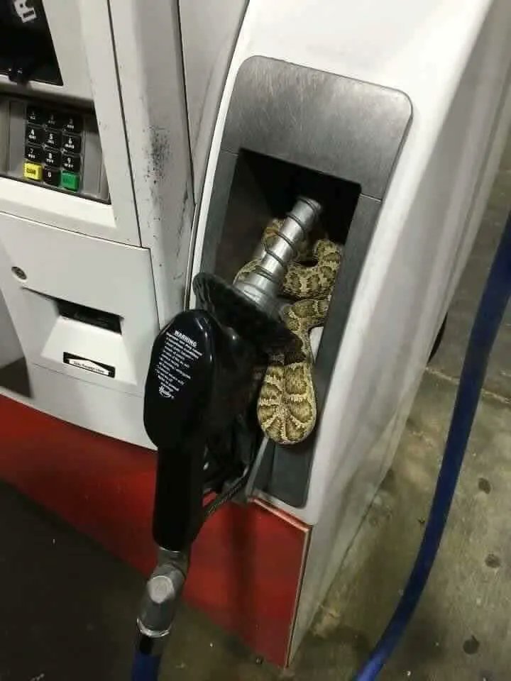 evotransinc's tweet photo. TGIF!!!

Credit - @truckdriversusa

#Trucker #TruckerLife #CDL #CDS #CDLLife #Transportation https://t.co/1lRgIGHRFQ