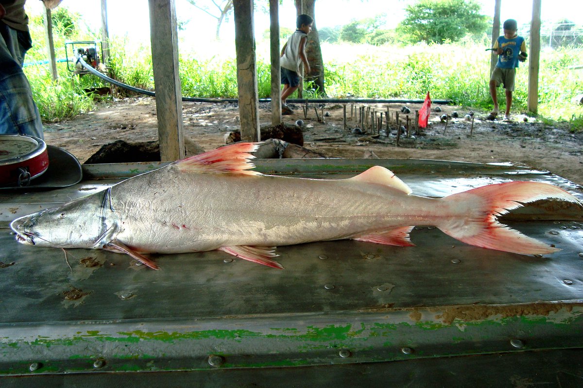 #iPrize the Dorado Catfish ! They can migrate up to 11.000 km, making them the true champions of long distance swimming.

#fish #Doradocatfish #catfish #river #freeflowingrivers