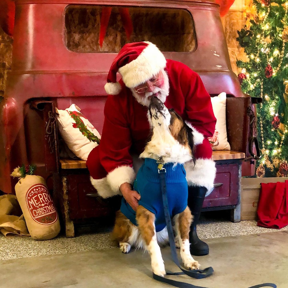 Dog Furiendly tweet media