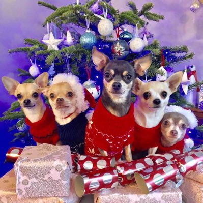 Short Dog n Sides tweet media