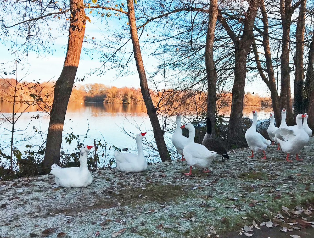 Bathgate Horticulture tweet media