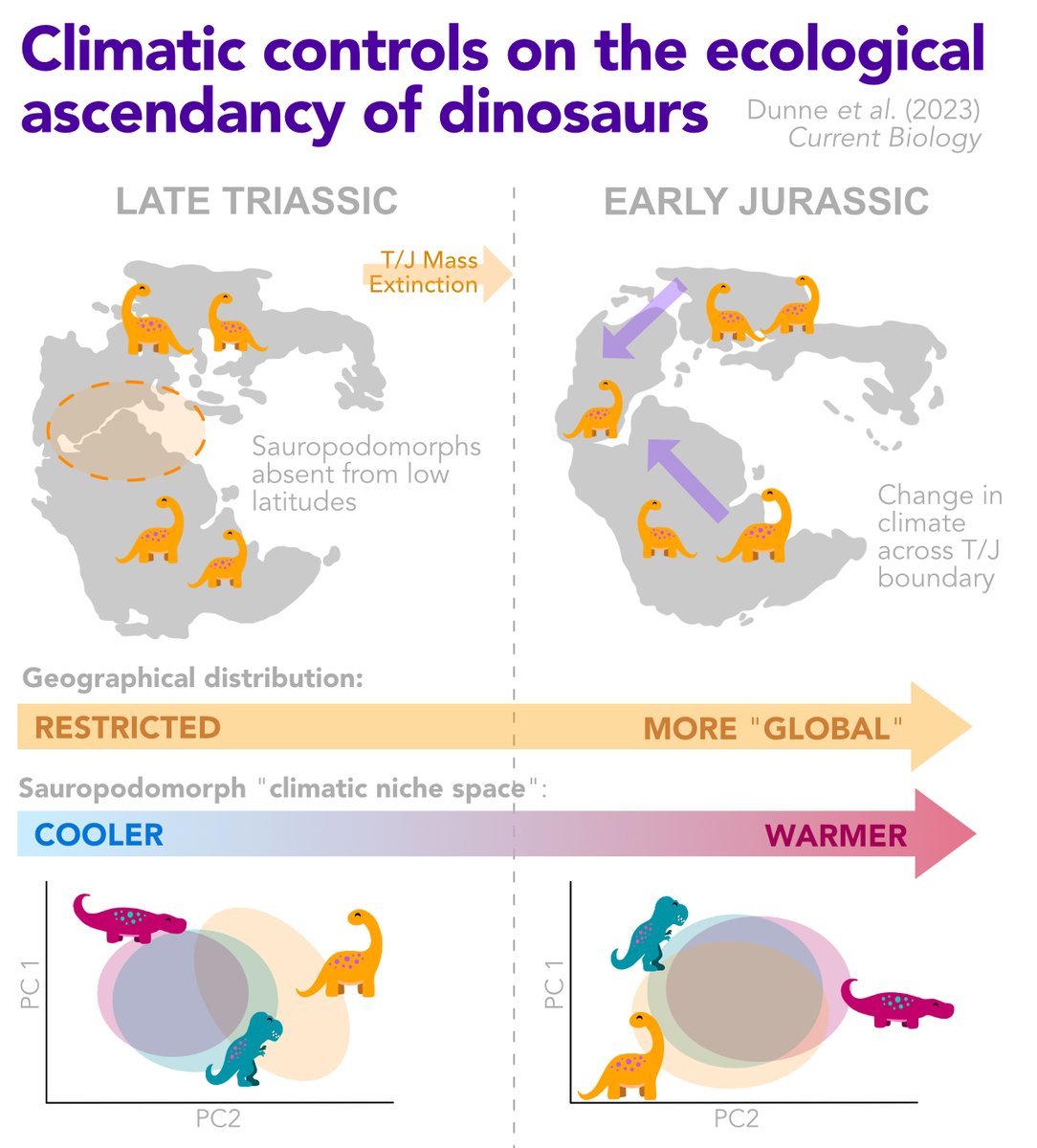 How did the dinosaurs become so successful? 🦕🦖 Check out our newest paper where we looked at how climate played a key role in their early evolution! 🔗: sciencedirect.com/science/articl…