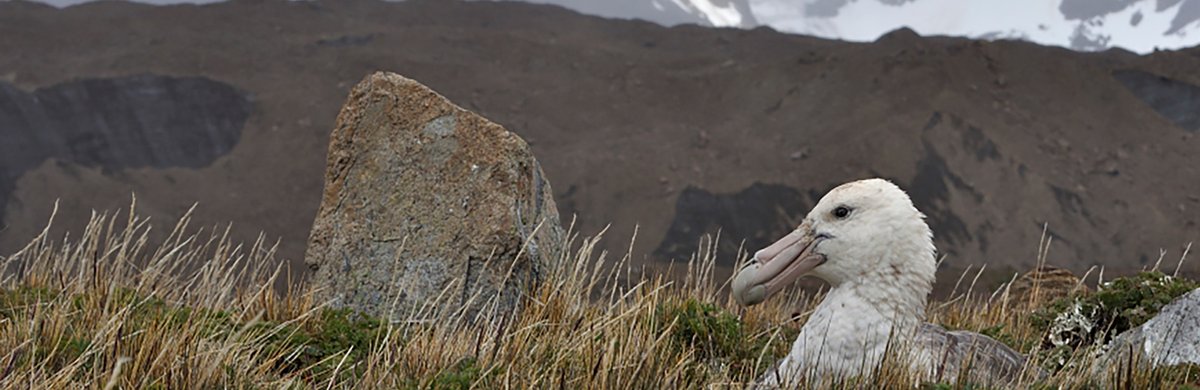 JNCC is delighted to be supporting @DefraGovuk and the UK Overseas Territories (OTs) in the development of a new strategy for biodiversity in the OTs. To find out more: bit.ly/3jdMGKU and visit the Call for Evidence bit.ly/3WrgYI2