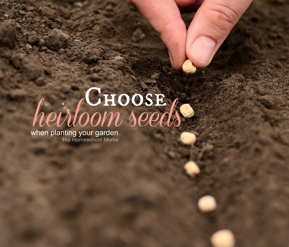 theseedguy's tweet photo. CHOOSE HEIRLOOM SEEDS FOR YOUR GARDEN     https://t.co/KxSe1N3ljt We have 9 Heirloom Seed Packages in Stock Now, and All Our Individual Varieties, with New Fall 2022 Harvest Seeds, and CHRISTMAS SALE Pricing.  https://t.co/KLjRkhC480   #seeds #gardening #preppe https://t.co/nJ6ZyXhKUe