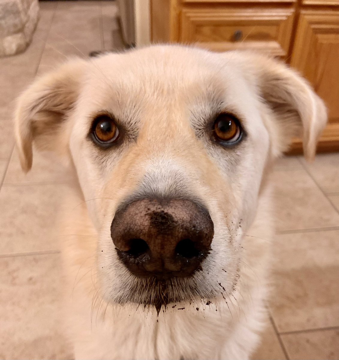 KConner_JD's tweet photo. If my dog walks in during a Zoom call, and you don’t ask about her, I’m not sure we can work together. https://t.co/9QYt5TLunB
