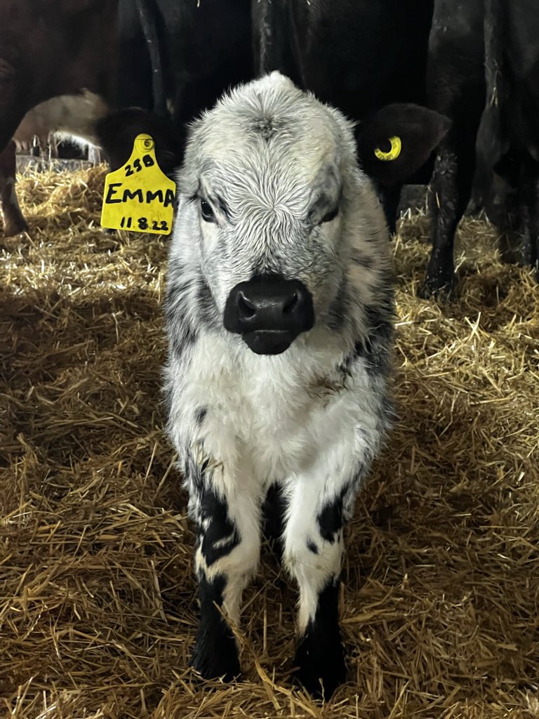 Ashley Dyce tweet media