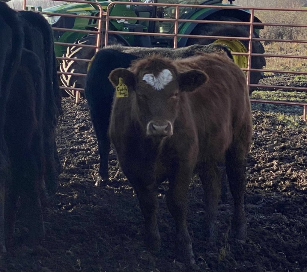 Ashley Dyce tweet media