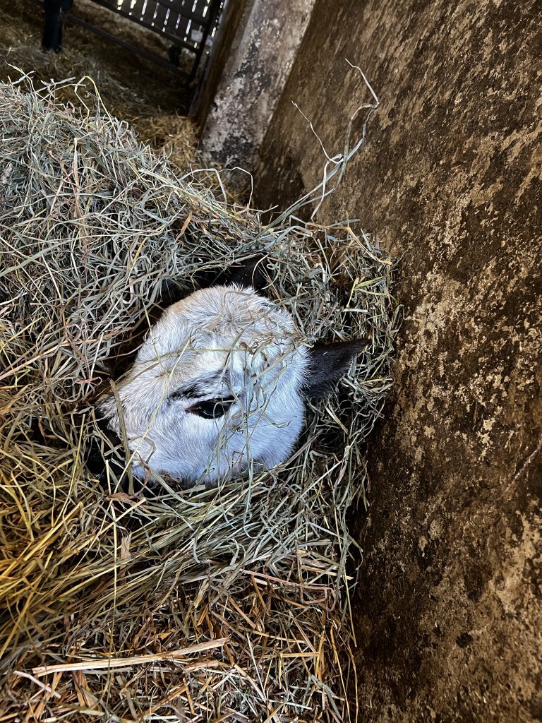 Ashley Dyce tweet media